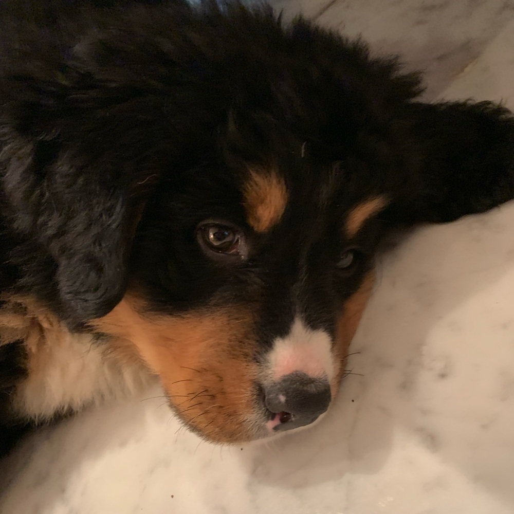 Meet your Posher, Riley